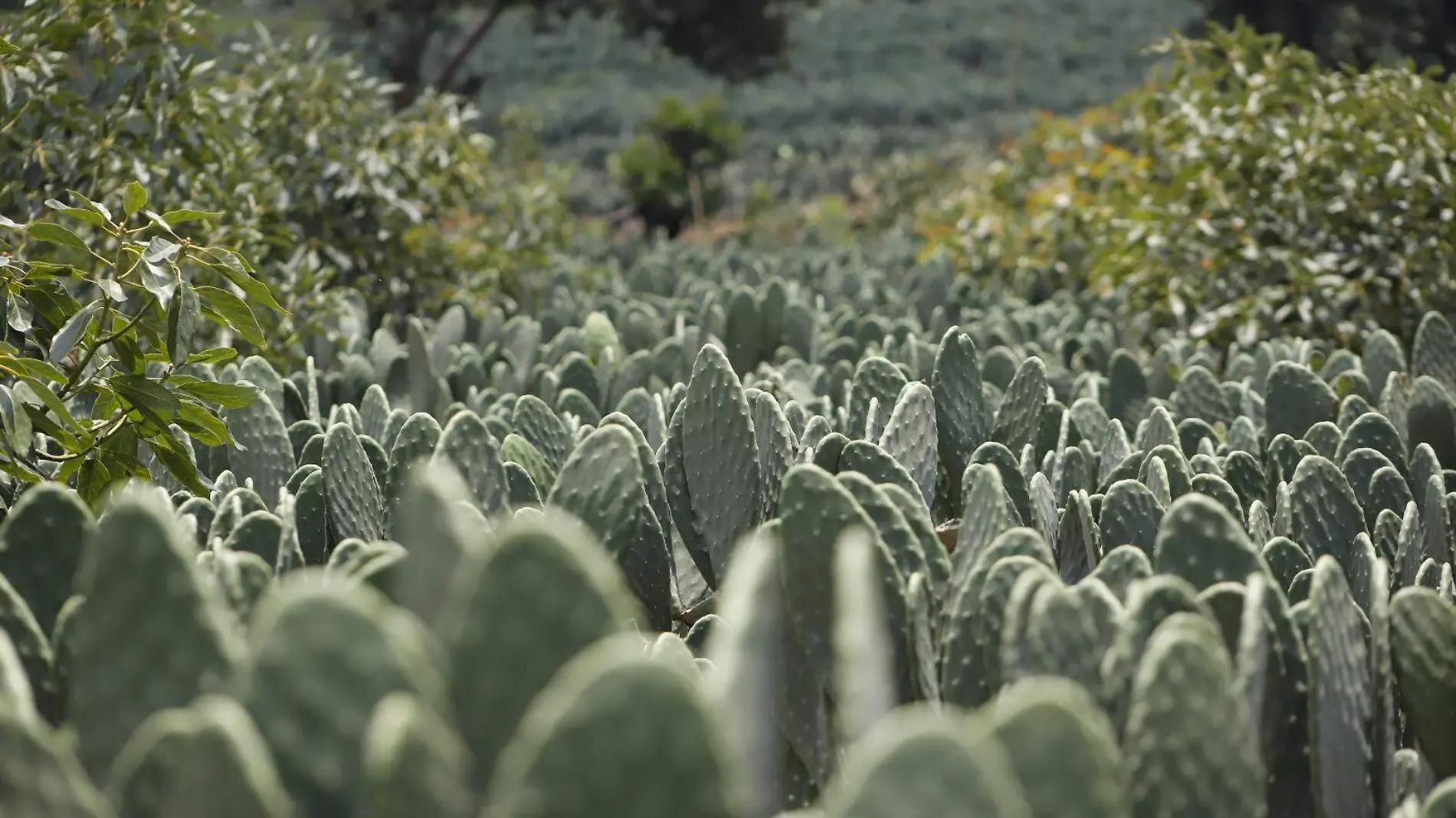 productos-campo-noche-mexicana (1)